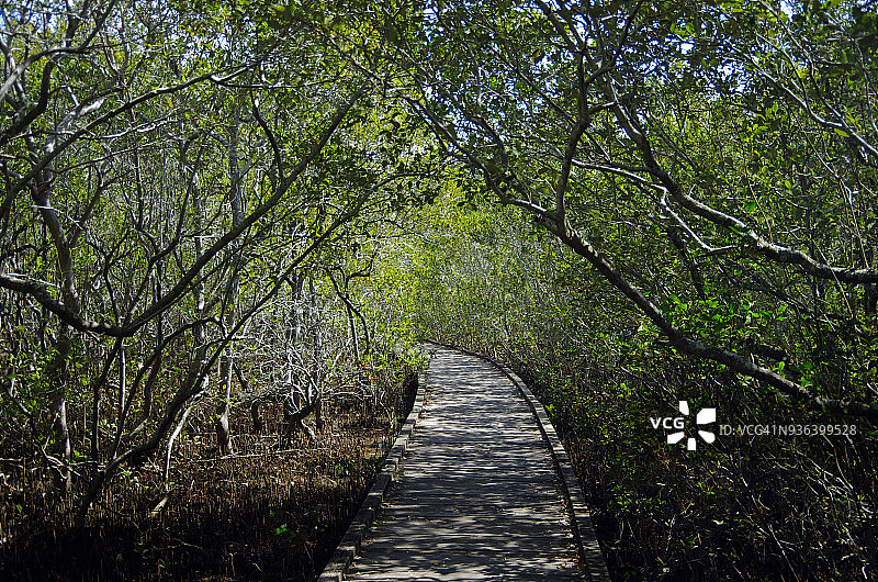 考夫斯港红树林木板路，澳大利亚新南威尔士州图片素材