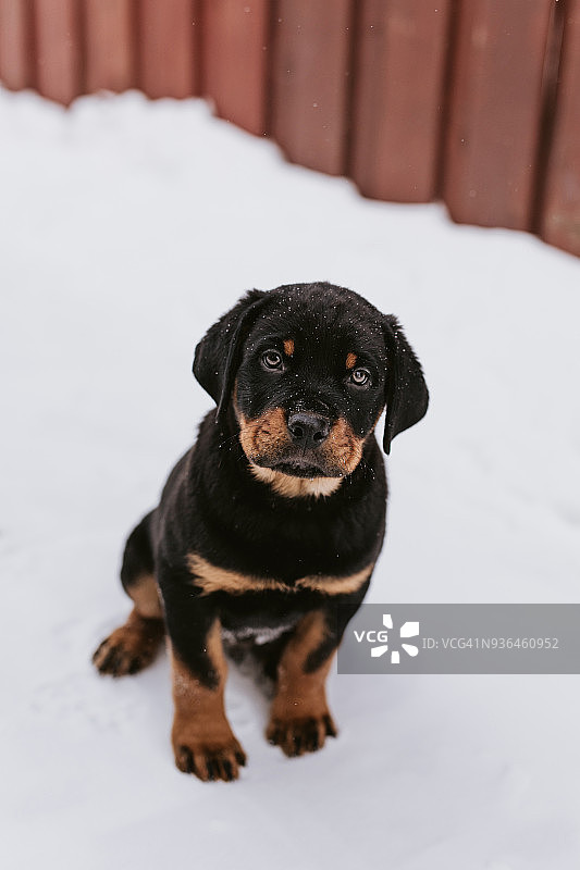 雪地里坐在户外的罗威纳犬幼犬图片素材