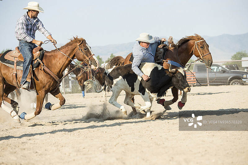 牛仔需要技巧和信念才能从飞驰的马背滑到飞奔的牛角上，帮手随时准备提供帮助图片素材