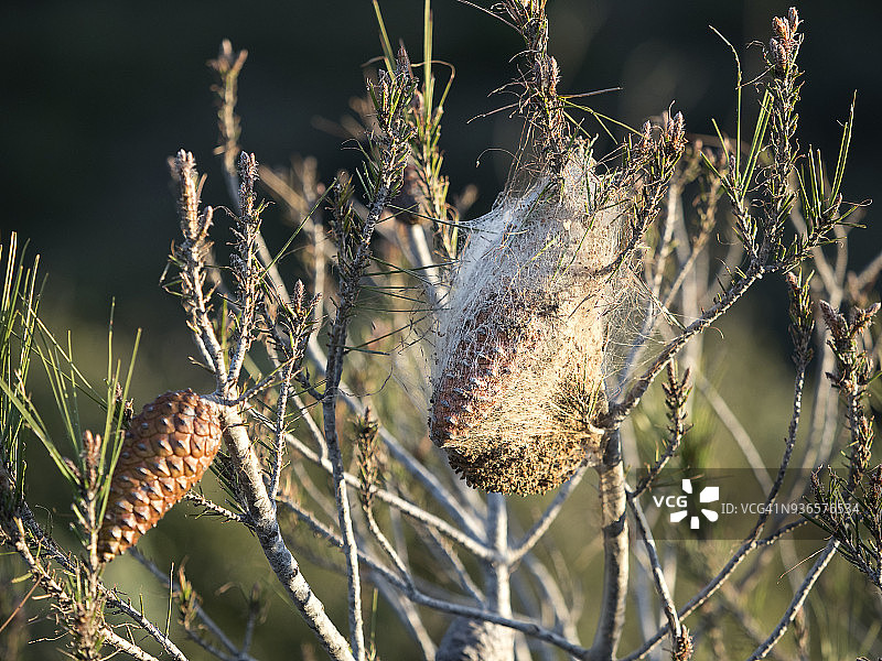 松树毛虫的树巢（松树毛虫）图片素材