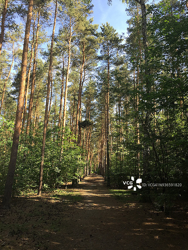 林间小路图片素材