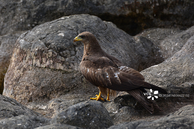 黑鸢（Milvus migrans）ssp parasitus，又名黄嘴鸢图片素材