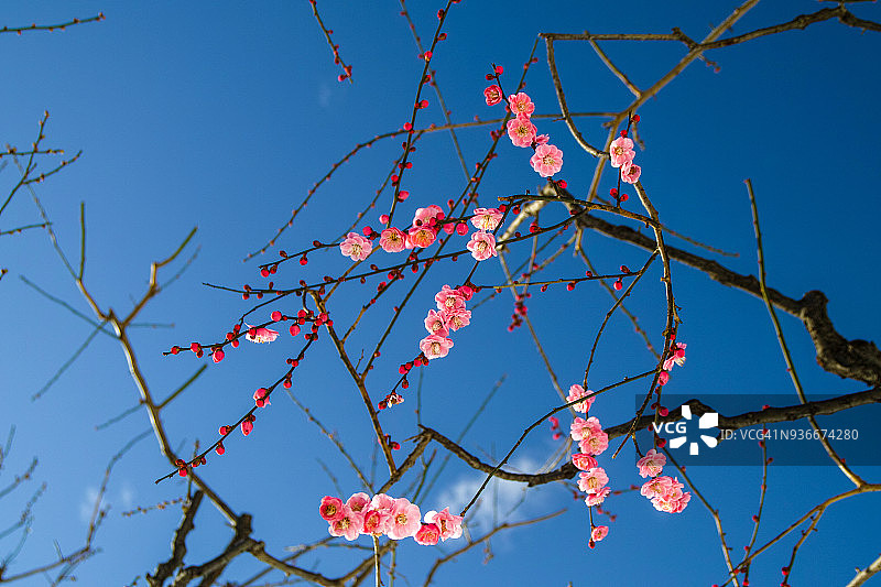 雪日梅花图片素材