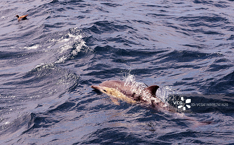 在新西兰奥克兰附近豪拉基湾游泳的普通海豚图片素材
