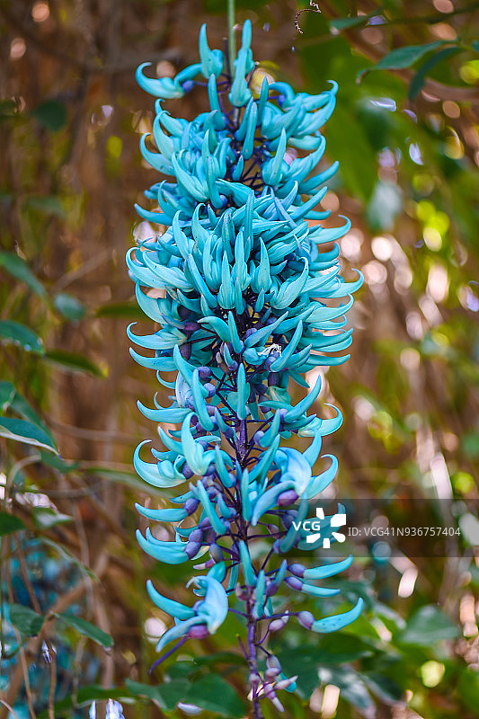 翡翠葛图片素材