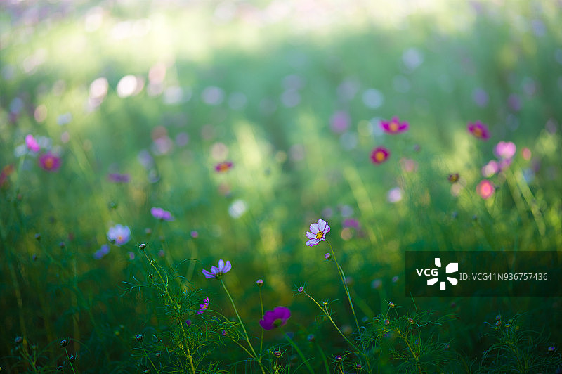 秋英花田图片素材