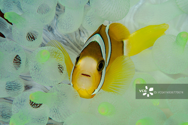 白色气泡珊瑚上的海葵鱼图片素材