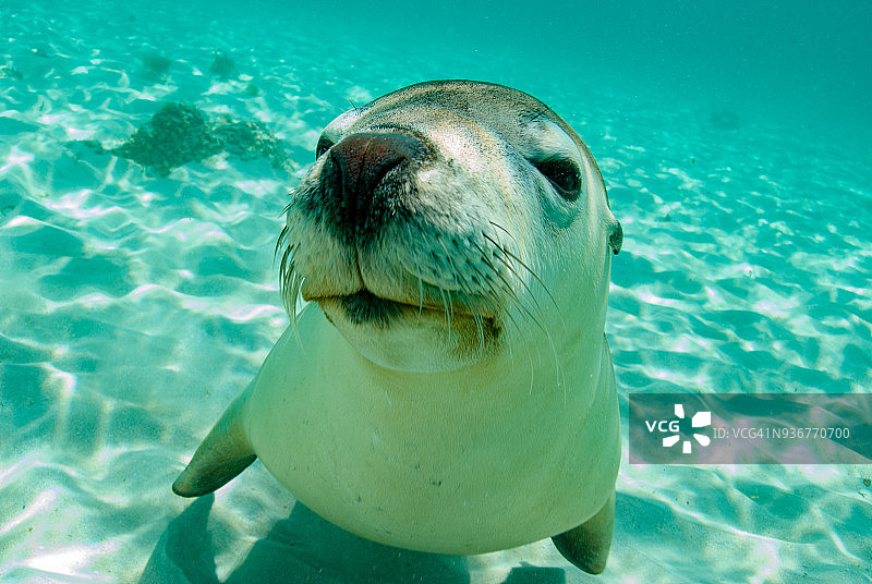 西澳大利亚海狮图片素材