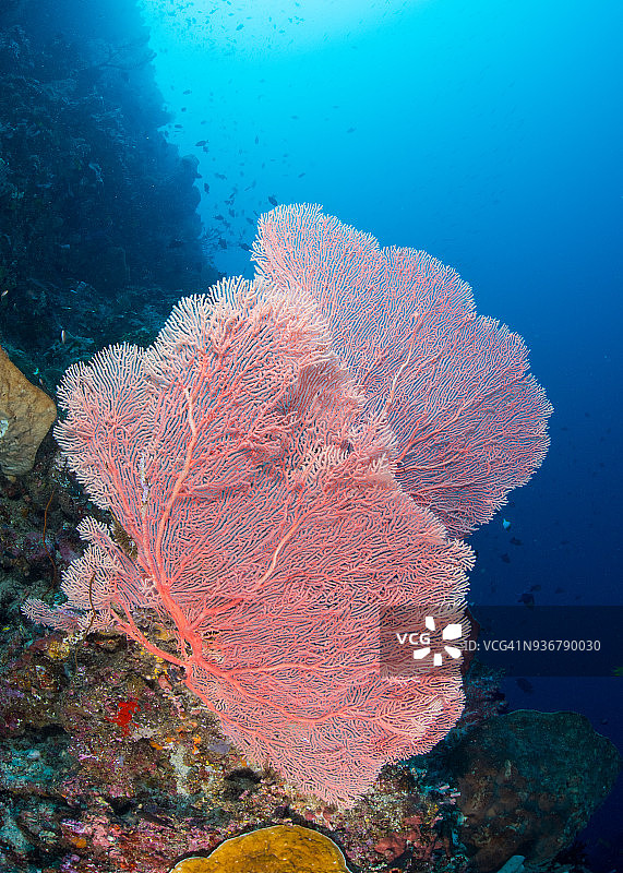 柳珊瑚海扇图片素材