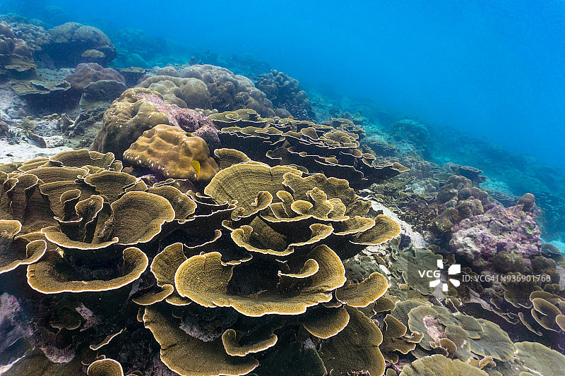 水下脆弱物种：迷宫珊瑚礁图片素材