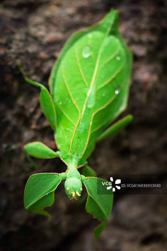 绿叶昆虫图片素材