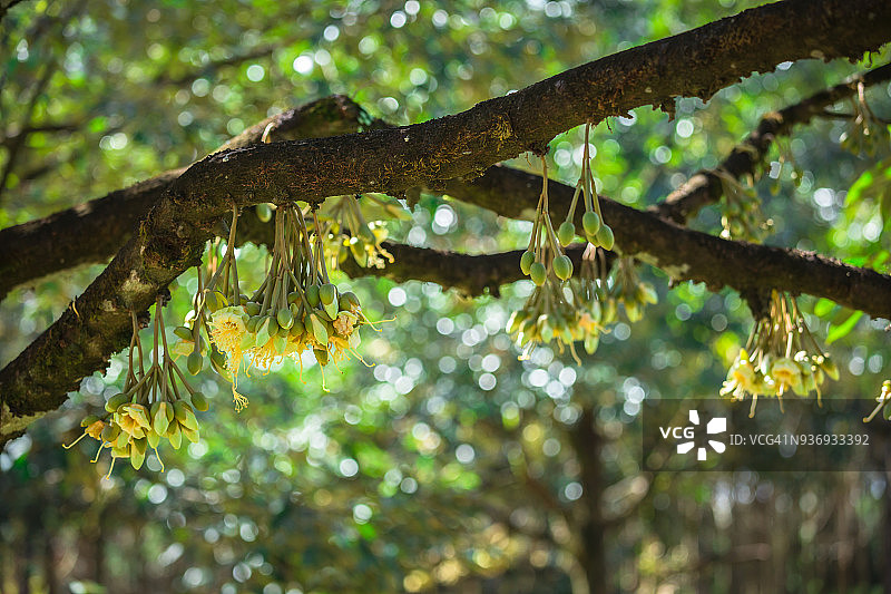 榴莲花图片素材