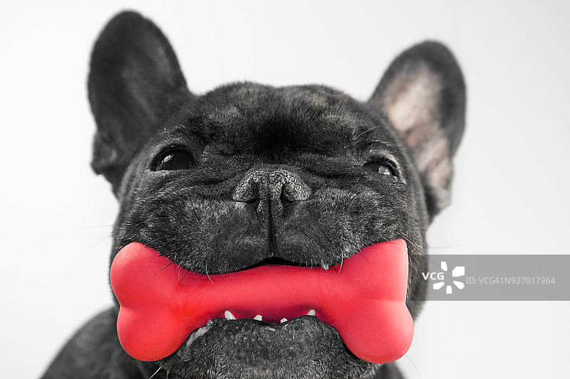 狗狗啃骨头图片素材