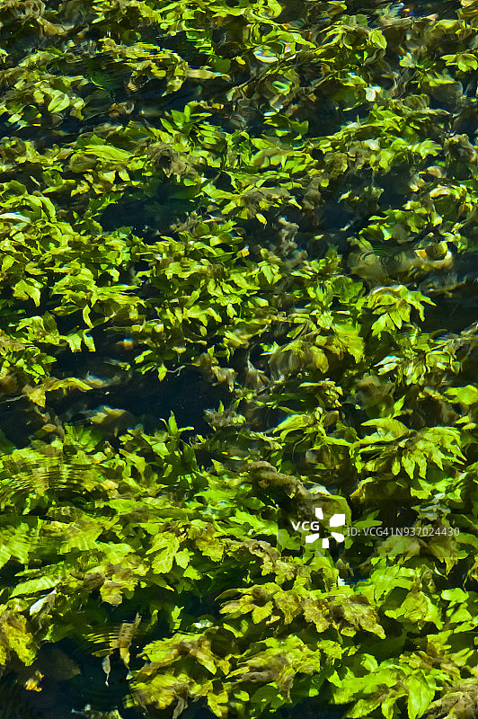 水中倒映的绿叶图片素材