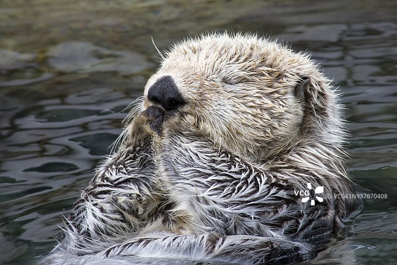 睡着的海獭特写图片素材