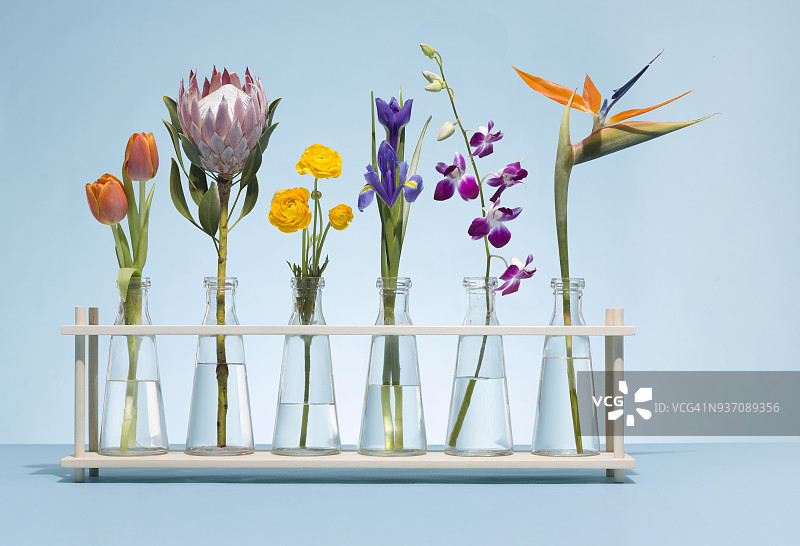 美丽的花朵图片素材