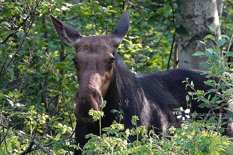 骑山国家公园的驼鹿图片素材