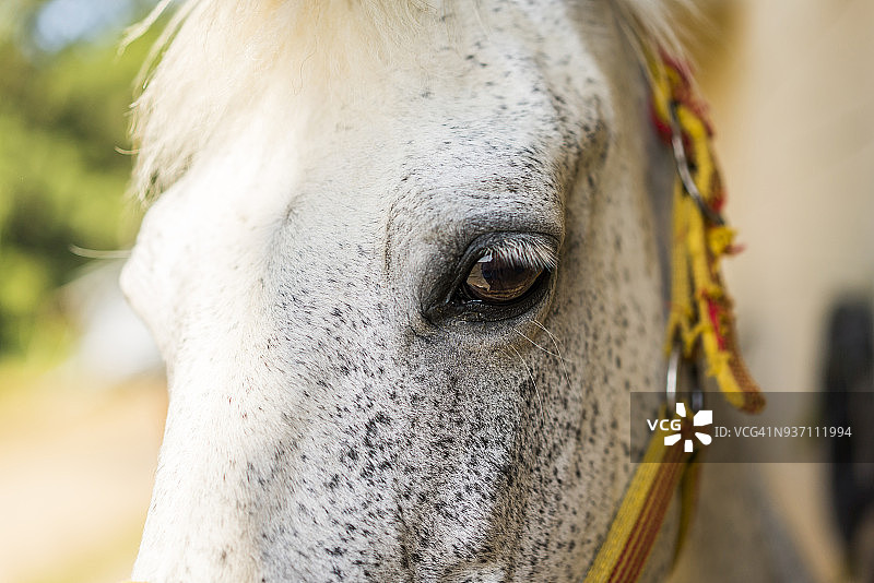 马术中心一匹白马的面部特写图片素材
