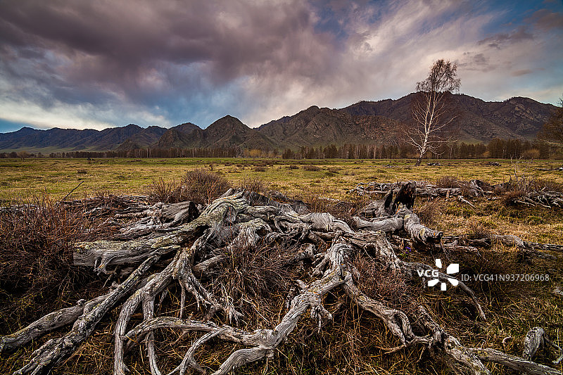 森林砍伐的树桩，阿尔泰山脉，俄罗斯图片素材