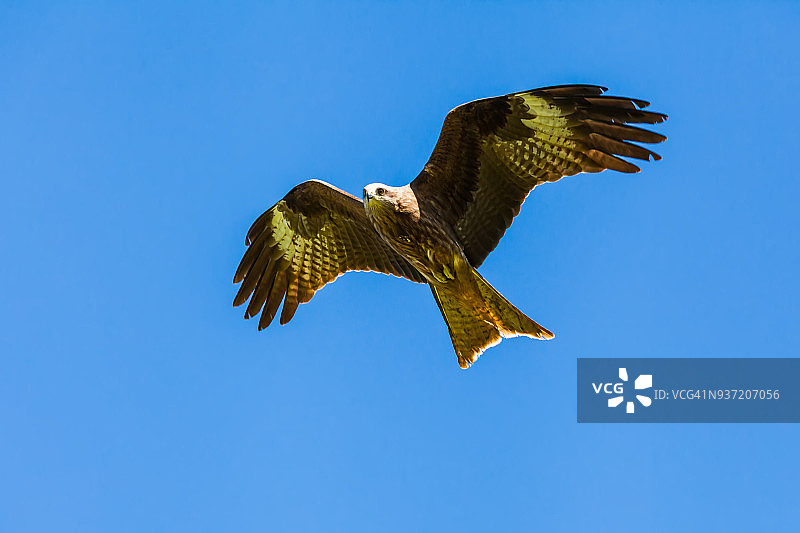 蓝天下的金雕图片素材
