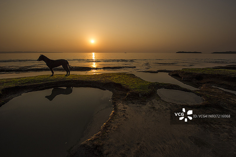在海滩上奔跑的狗图片素材