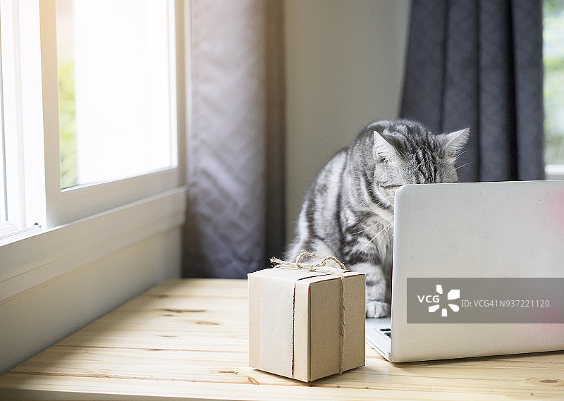 选择性聚焦美国短毛肥猫，猫，小猫图片素材