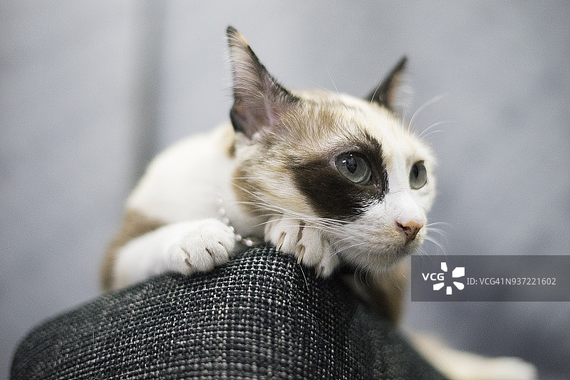 床上的暹罗小猫特写图片素材