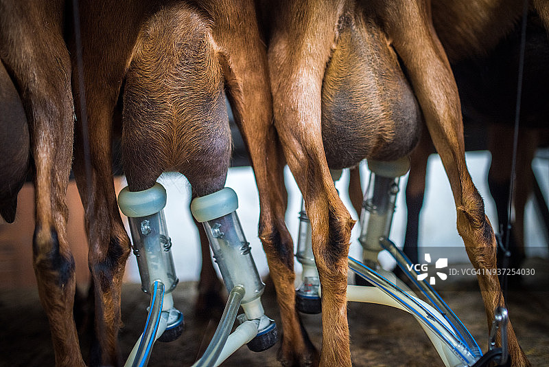 使用挤奶机的山羊图片素材