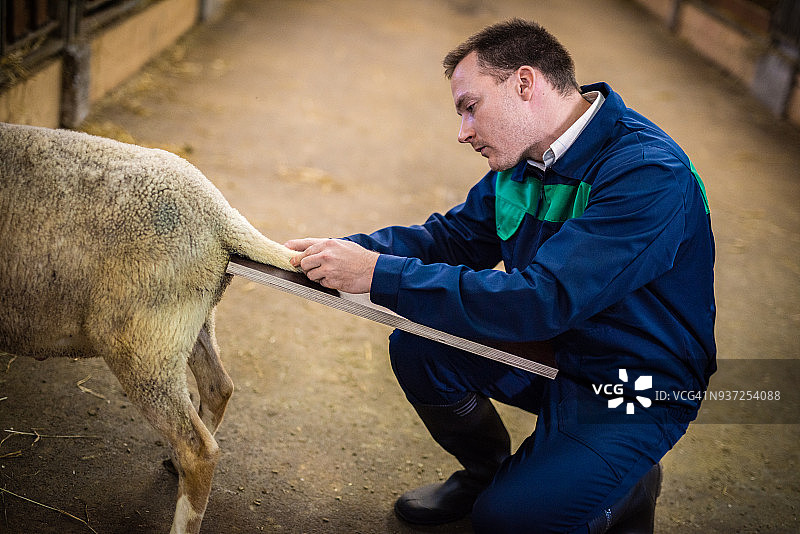 兽医在谷仓里检查绵羊图片素材