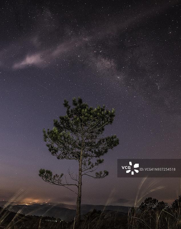 松树与银河图片素材