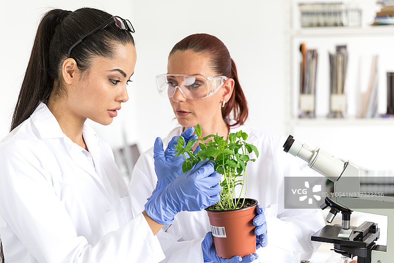 实验室技术员验证蔬菜的质量图片素材