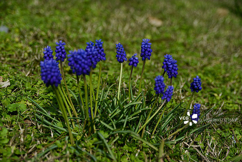 一组小型葡萄风信子植物的微距视图图片素材