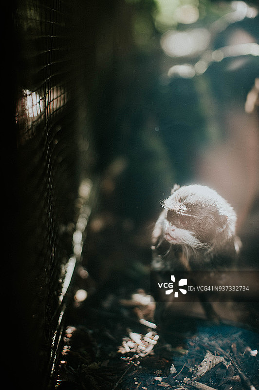 帝王鹰猴图片素材