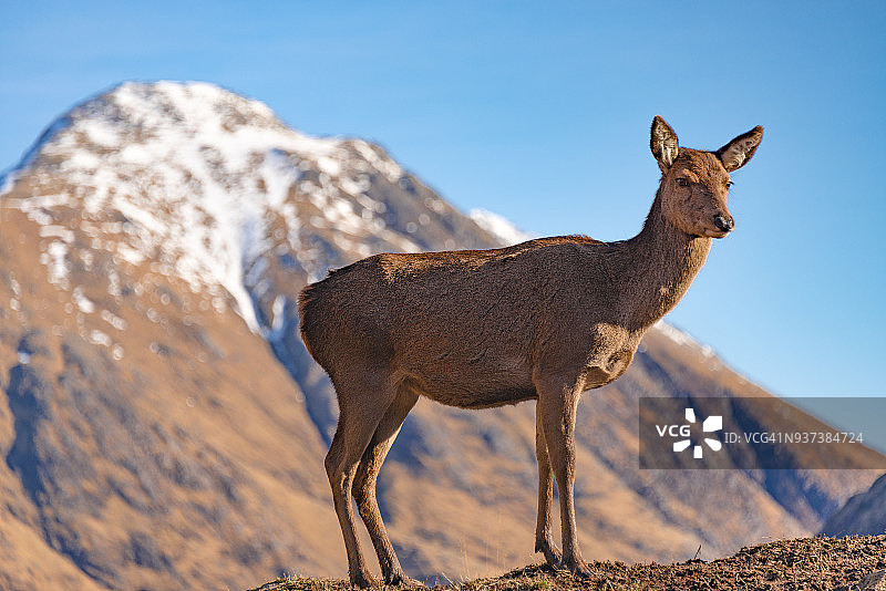 苏格兰高地格伦埃蒂夫的雪山野生红鹿图片素材