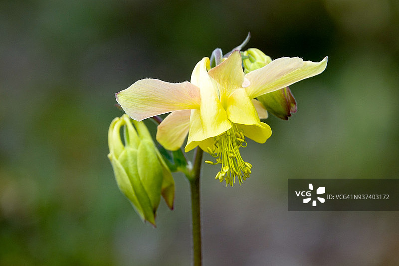 贾斯珀国家公园黄色耧斗菜图片素材