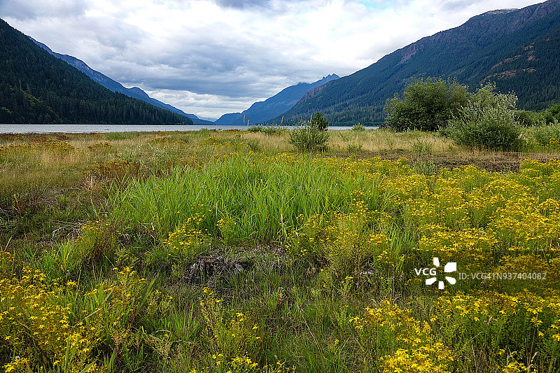 温哥华岛斯特拉斯科纳省立公园野花图片素材