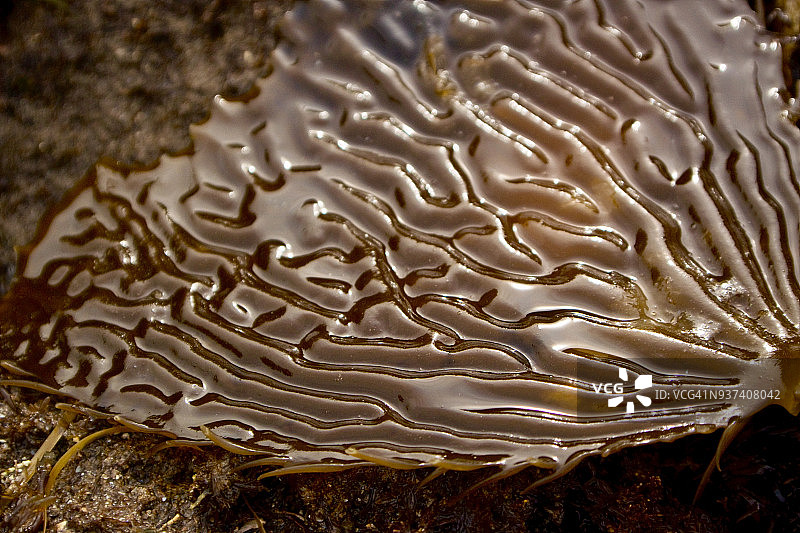 巨型海带叶片特写图片素材