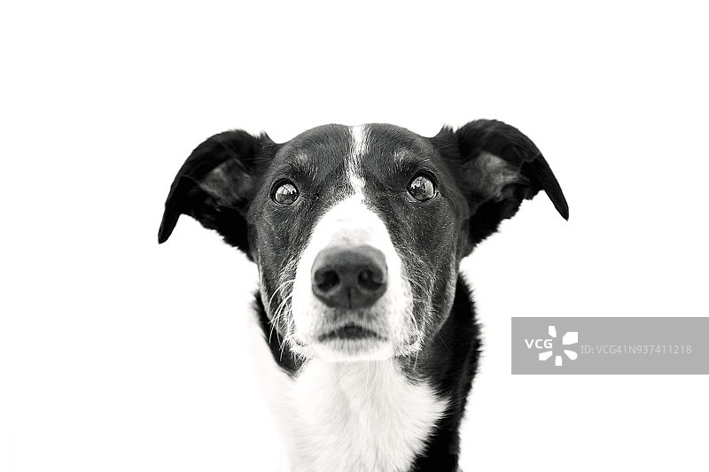 猎犬面部表情：惊讶的幽默表情图片素材