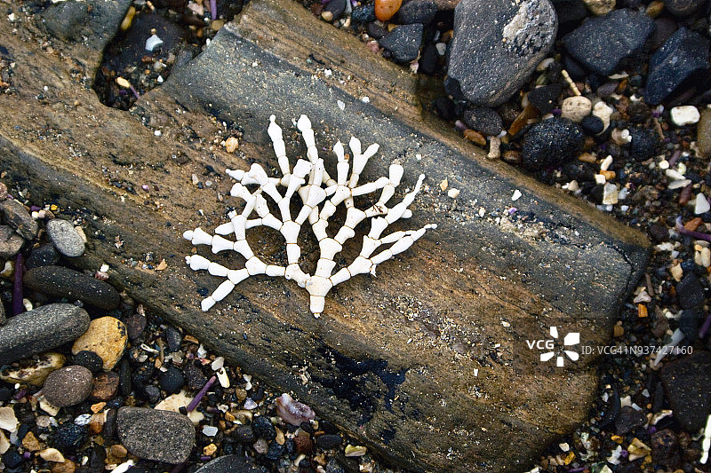 白色分枝珊瑚藻特写图片素材