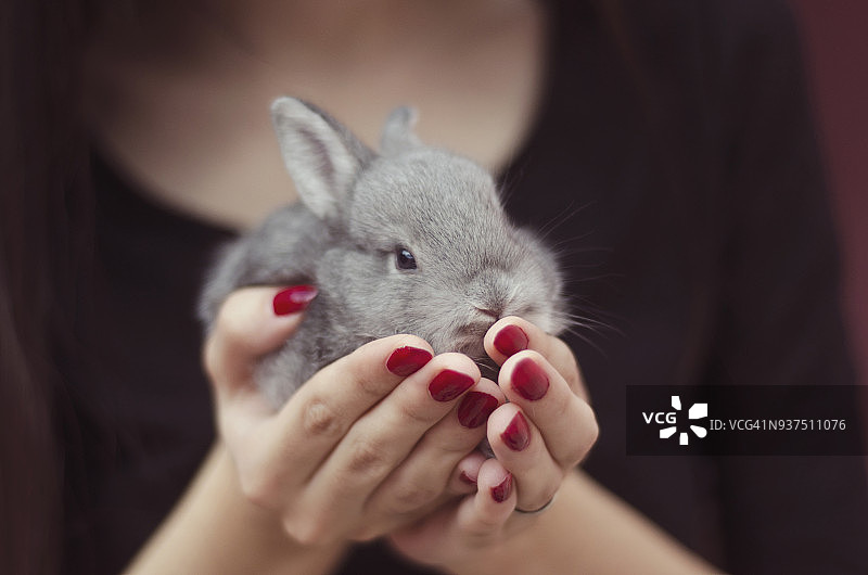 女子手中抱着小兔子的腰部特写图片素材