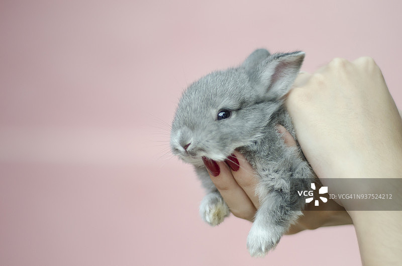 年轻女人手捧小兔子图片素材