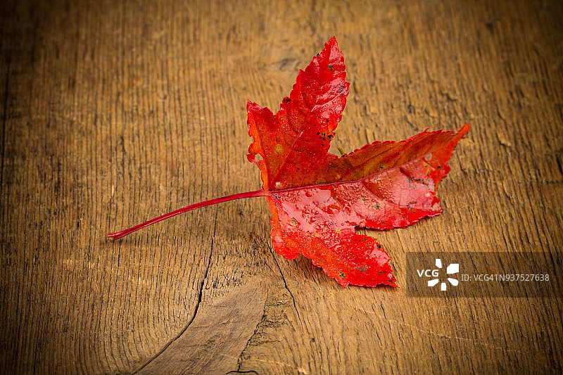 木头上的红叶图片素材