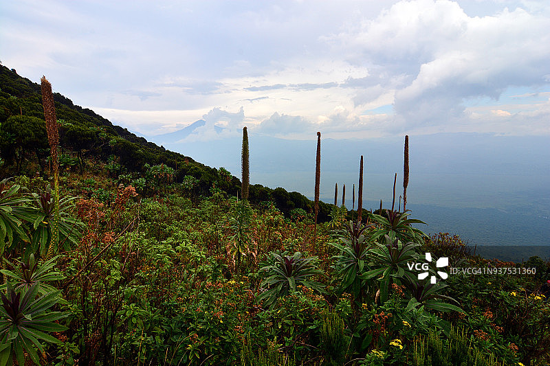 透过高山植被看维龙加山脉的火山地貌图片素材
