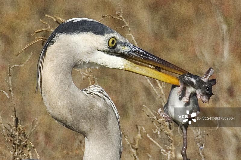 苍鹭捕食啮齿动物特写图片素材
