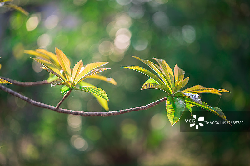 炮弹树新叶图片素材