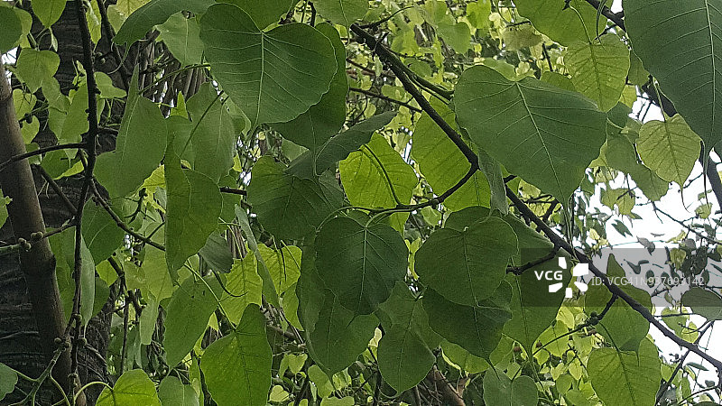 新型绿叶图片素材