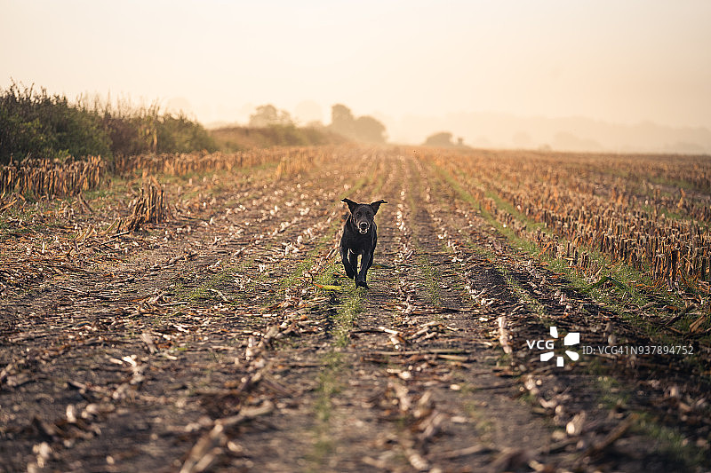 奔跑中的小狗图片素材