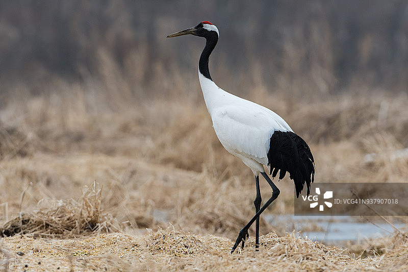 丹顶鹤图片素材