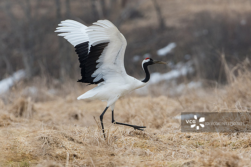 丹顶鹤图片素材