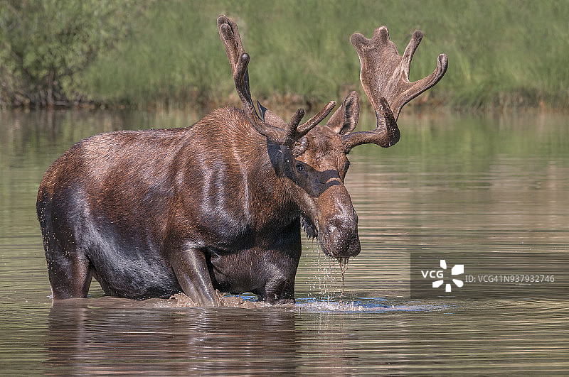 冰川国家公园费舍尔卡普湖中的驼鹿图片素材